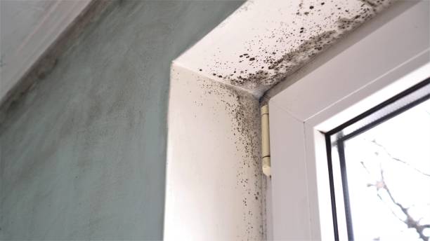 Mold Removal Process in Prairieville, LA