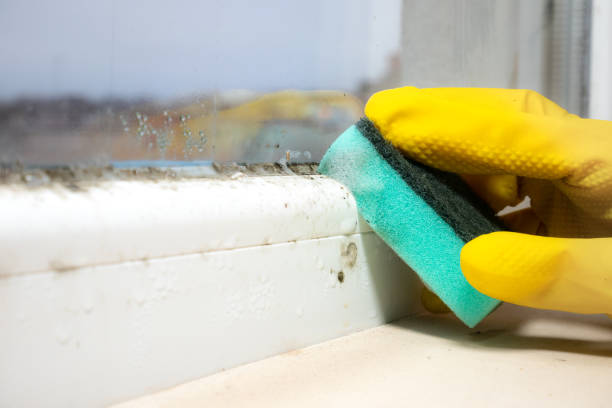 Best Certified Mold Removal  in Prairieville, LA