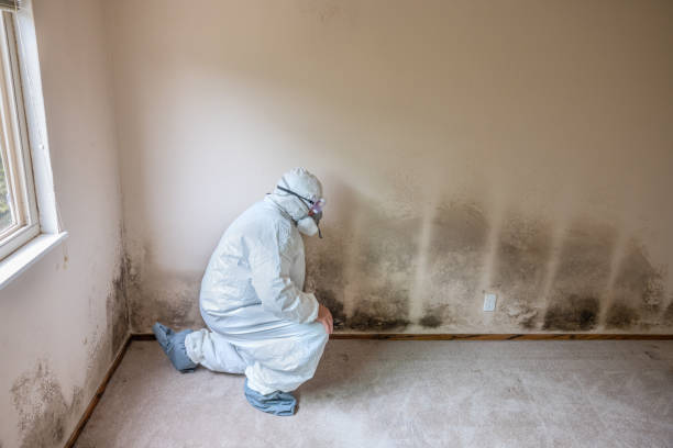 Best Attic Mold Removal  in Prairieville, LA