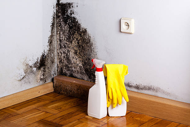 Best Commercial Mold Removal  in Prairieville, LA